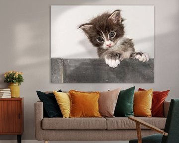 Kitten serie VI von Rob Smit