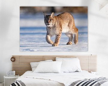 Lynx in de sneeuw van HB Photography