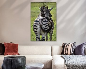 Twee zebra's liefdevol samen in de natuur van Afrika van Chihong