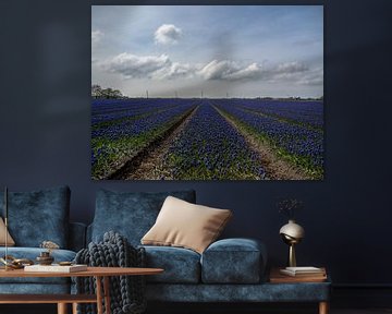 Blauwe druifjes van Martijn Tilroe