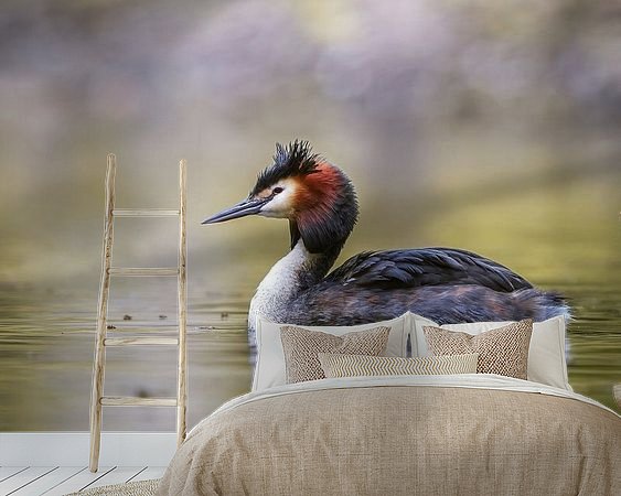 Aperçu de la chambre