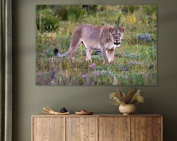 Leeuwin in de mooie natuur van Afrika (close-up) van Chihong