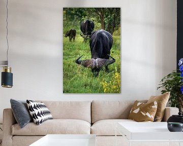 Buffels in de natuur van Afrika van Chihong