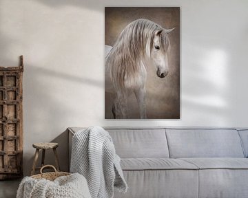 Portret van witte hengst | fineart | paarden fotografie van Laura Dijkslag