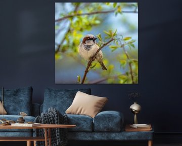 Close-up van een mannelijke huismus op een tak van ManfredFotos