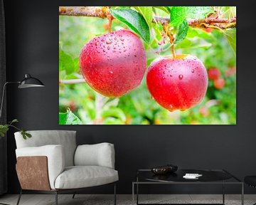 Appels hangend aan een appelboom in een boomgaard van Sjoerd van der Wal Fotografie