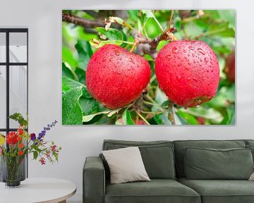 Appel hangend aan een appelboom in een boomgaard van Sjoerd van der Wal Fotografie