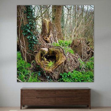 Fresh greenery in tree stump at Zuylen Castle