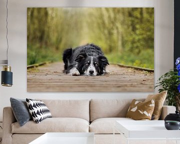 Australische herder border collie kruising, op een houten pad in het bos, kopje plat op de grond van Elisabeth Vandepapeliere