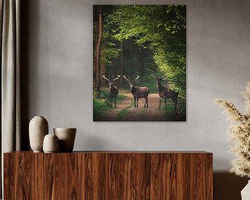 De drie herten van Wennekes Photography