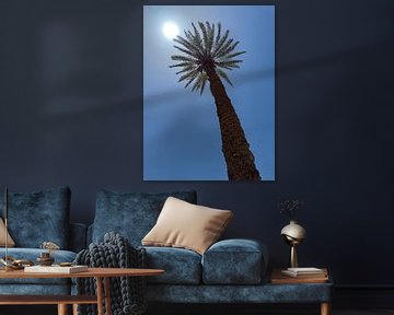 Palmboom in Egypte van Jeroen Berendse