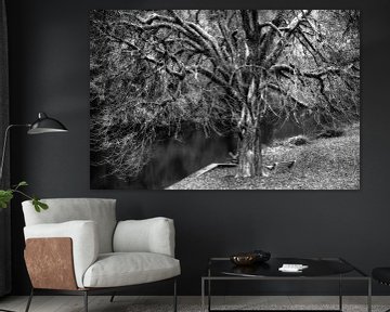 Grillige boom zwart-wit van Anouschka Hendriks