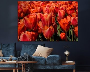 Close up van rode tulpen in Friesland van Corine Dekker