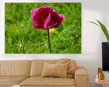 Closeup van een roze tulp in een veld langs de weg van Corine Dekker