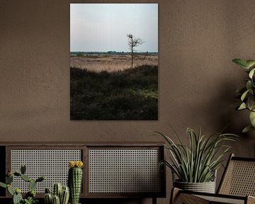 Alleenstaande boom in het Drenthse landschap van Peter Bruijn