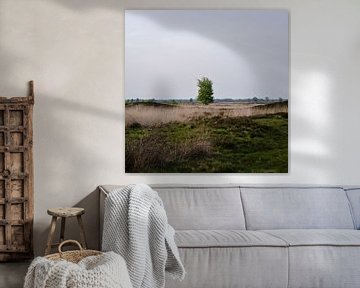 Alleenstaande boom in het Drenthse landschap