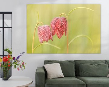 Kievitsbloemen