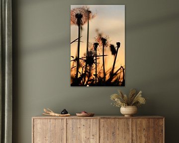 Dandelions, spring evening
