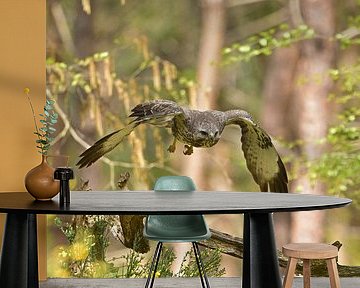 Buzzard in flight by Wim van der Meule