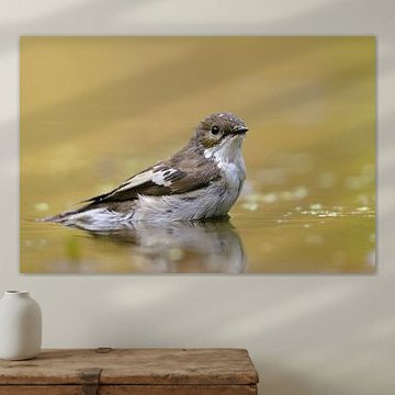 Pied flycatcher in the water
