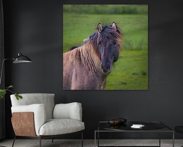 De stoere, karakteristieke kop van een Konikpaard van Marjon Woudboer