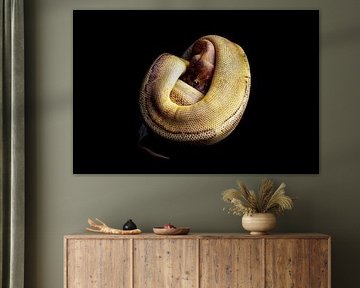 Python regius: Alien X by Glenn Buys