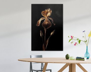 Gedroogde iris bloem in warm licht met donkere achtergrond van John van den Heuvel