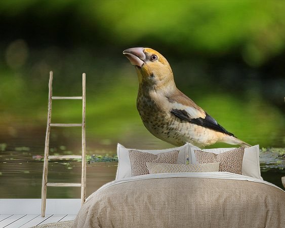 Aperçu de la chambre