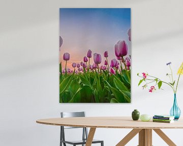 Hollandsche tulpen bij zonsondergang van Joey Hohage