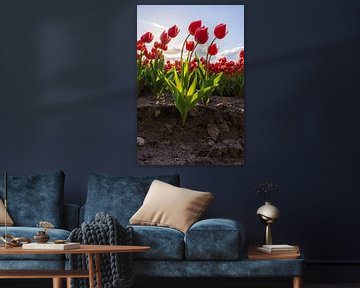 rode tulpen in drenthe van Daphne Kleine