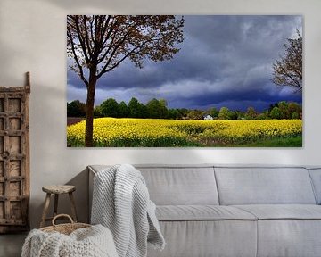 Koolzaadveld met onweerswolken