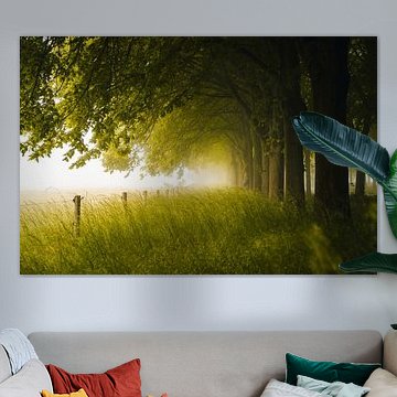 Allee aus Lindenbäumen