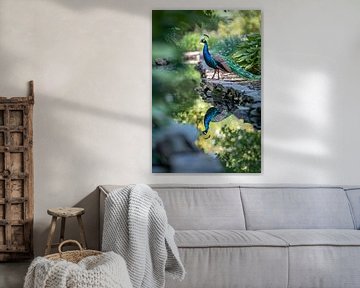 Blue peacock by Poster Art Shop