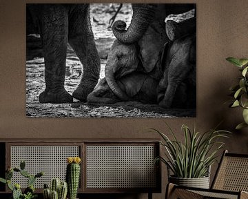 Schattige speelse jonge olifanten van Afrika van Chi