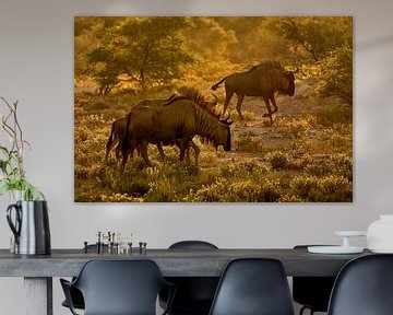 Wildebeest ( gnoe ) tijdens zonsondergang van Chi