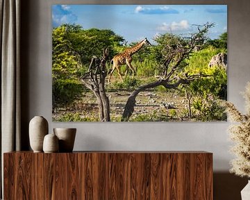 Giraffe in de mooie natuur van Afrika van Chi