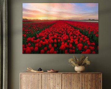 Rode tulpen. van Marco Lok