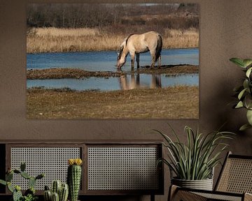 Drinkend Konikpaard in een natuurgebied in warme kleuren van Birgitte Bergman