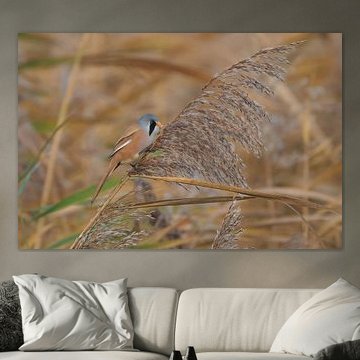 Bartmeisenrohrsänger