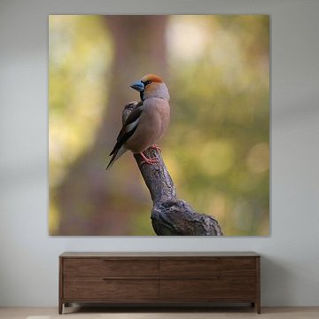 Chardonneret sur une branche