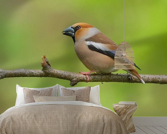 Aperçu de la chambre