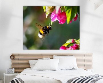 Hommel nadert een appelbloesem van ManfredFotos