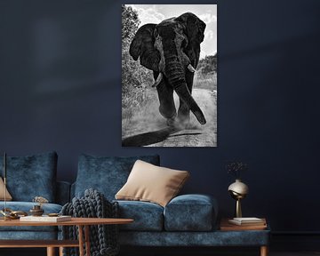 Zwart wit foto van een aanvallende ( aanrennende ) olifant van Chi