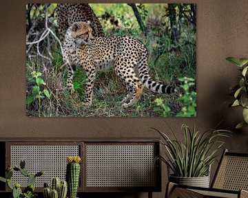Cheetah ( jachtluipaard ) in de natuur van Afrika van Chi