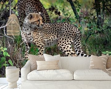 Geparden ( Cheetah ) in der Wildnis von Afrika von Chi