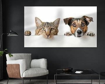 Huisdieren in beeld: portret van hond en kat