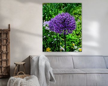 Oignon ornemental (Allium aflatunense Purple Sensation)