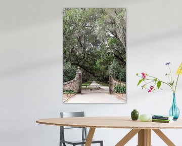 Driveway with old oaks in Charleston America