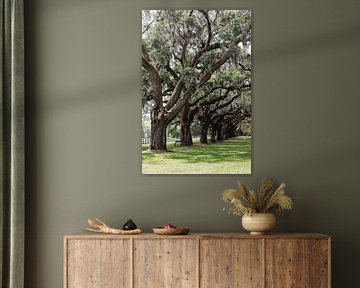 Old oaks with Spanish moss in Charleston America