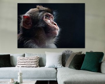 Regard réfléchi d'un singe dans l'obscurité sur Art & Soul Creations